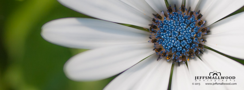 Macro Flower