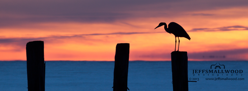 Heron Silhouette