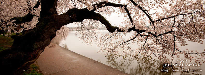 Wet Cherry Blossoms